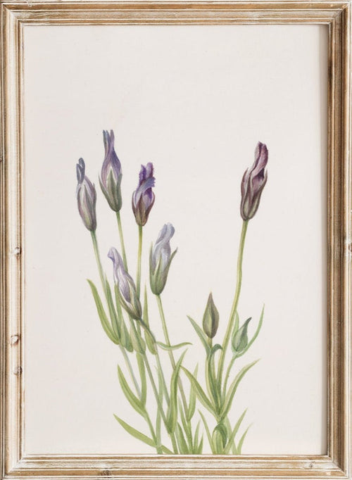 "Gentian" Art Print_Sugar & Canvas_Mary Vaux Walcott