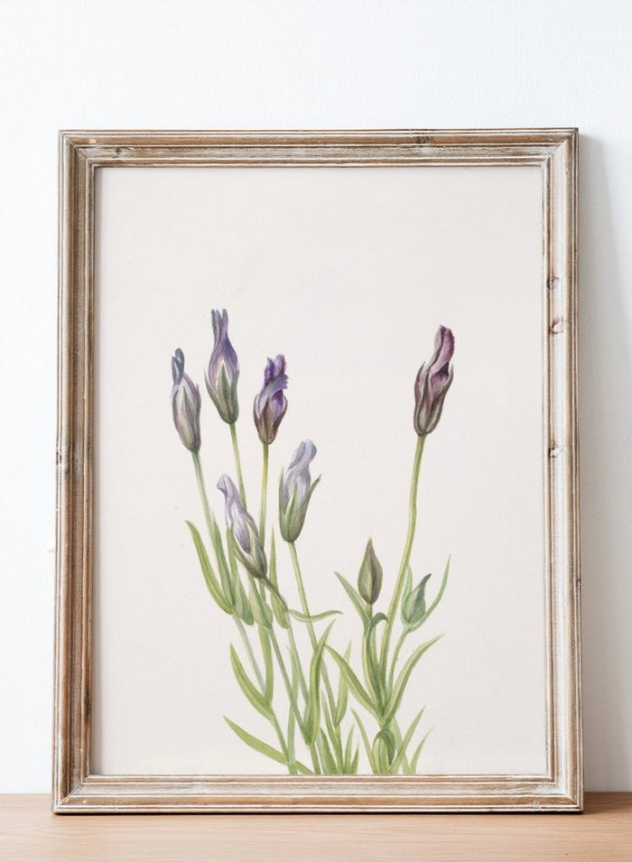 "Gentian" Art Print_Sugar & Canvas_Mary Vaux Walcott