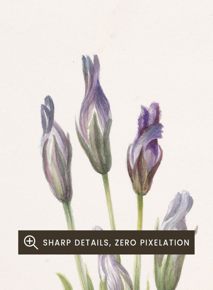"Gentian" Art Print_Sugar & Canvas_Mary Vaux Walcott