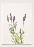 "Gentian" Art Print_Sugar & Canvas_Mary Vaux Walcott