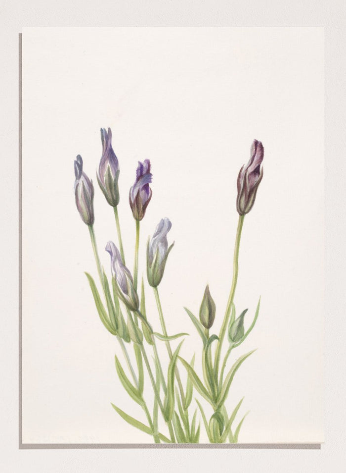 "Gentian" Art Print_Sugar & Canvas_Mary Vaux Walcott