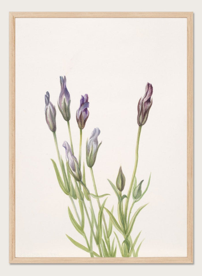 "Gentian" Art Print_Sugar & Canvas_Mary Vaux Walcott