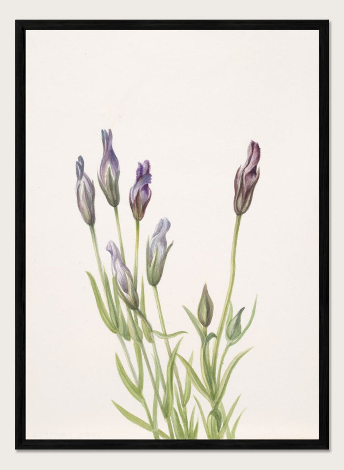 "Gentian" Art Print_Sugar & Canvas_Mary Vaux Walcott