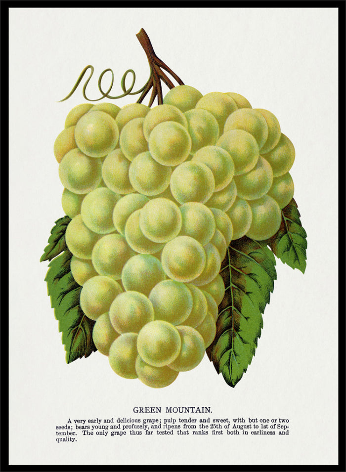 Vintage botanical illustration of a grape bunch with green leaves on a white page, captioned 'GREEN MOUNTAIN' with small descriptive text below. Shop Green Mountain Grape art print by Botanical Specimen Rochester Lithographing, a vintage botanical fruit illustration featuring pale green grapes, leafy vines, and original specimen text.