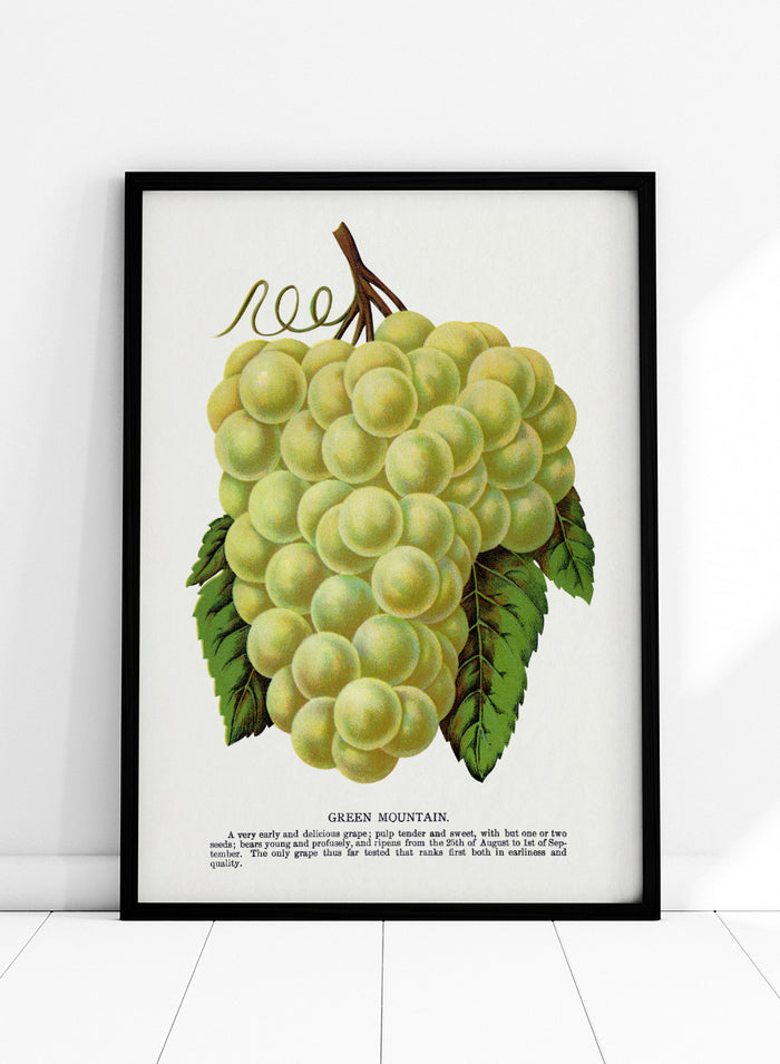 Vintage botanical illustration of a grape bunch with green leaves on a white page, captioned 'GREEN MOUNTAIN' with small descriptive text below. Shop Green Mountain Grape art print by Botanical Specimen Rochester Lithographing, a vintage botanical fruit illustration featuring pale green grapes, leafy vines, and original specimen text.