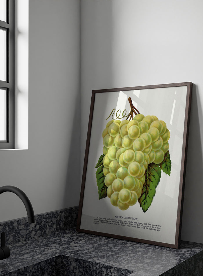 Vintage botanical illustration of a grape bunch with green leaves on a white page, captioned 'GREEN MOUNTAIN' with small descriptive text below. Shop Green Mountain Grape art print by Botanical Specimen Rochester Lithographing, a vintage botanical fruit illustration featuring pale green grapes, leafy vines, and original specimen text.