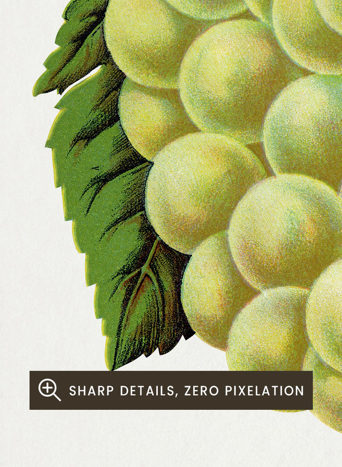 Vintage botanical illustration of a grape bunch with green leaves on a white page, captioned 'GREEN MOUNTAIN' with small descriptive text below. Shop Green Mountain Grape art print by Botanical Specimen Rochester Lithographing, a vintage botanical fruit illustration featuring pale green grapes, leafy vines, and original specimen text.