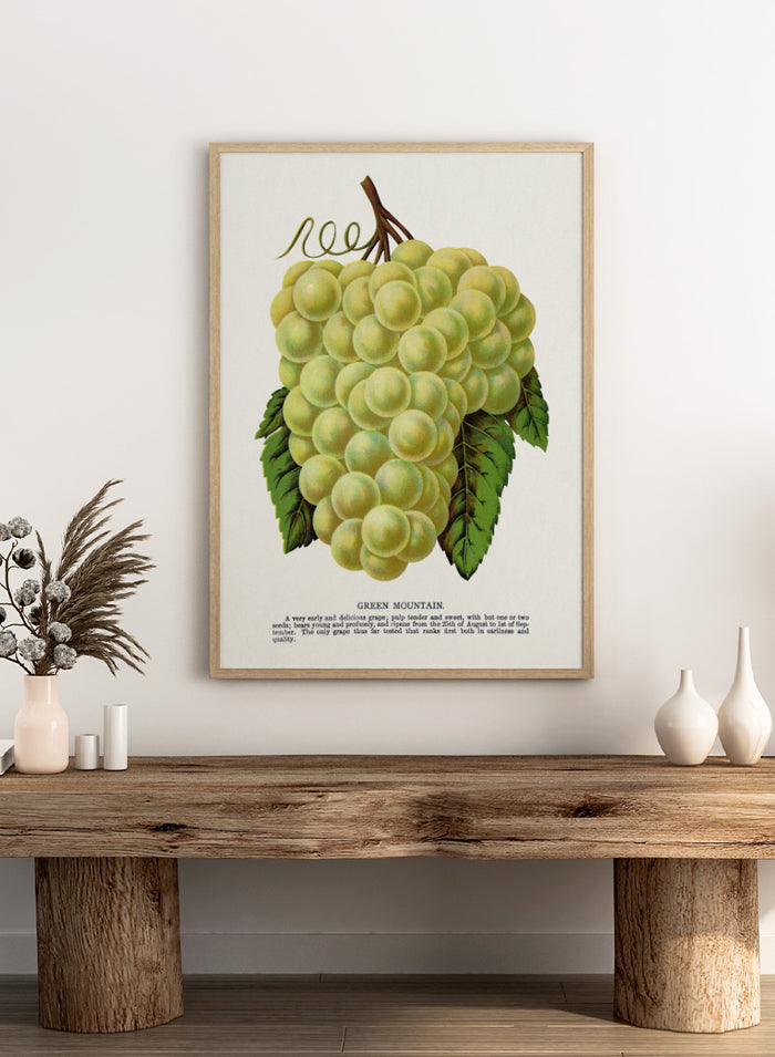 Vintage botanical illustration of a grape bunch with green leaves on a white page, captioned 'GREEN MOUNTAIN' with small descriptive text below. Shop Green Mountain Grape art print by Botanical Specimen Rochester Lithographing, a vintage botanical fruit illustration featuring pale green grapes, leafy vines, and original specimen text.