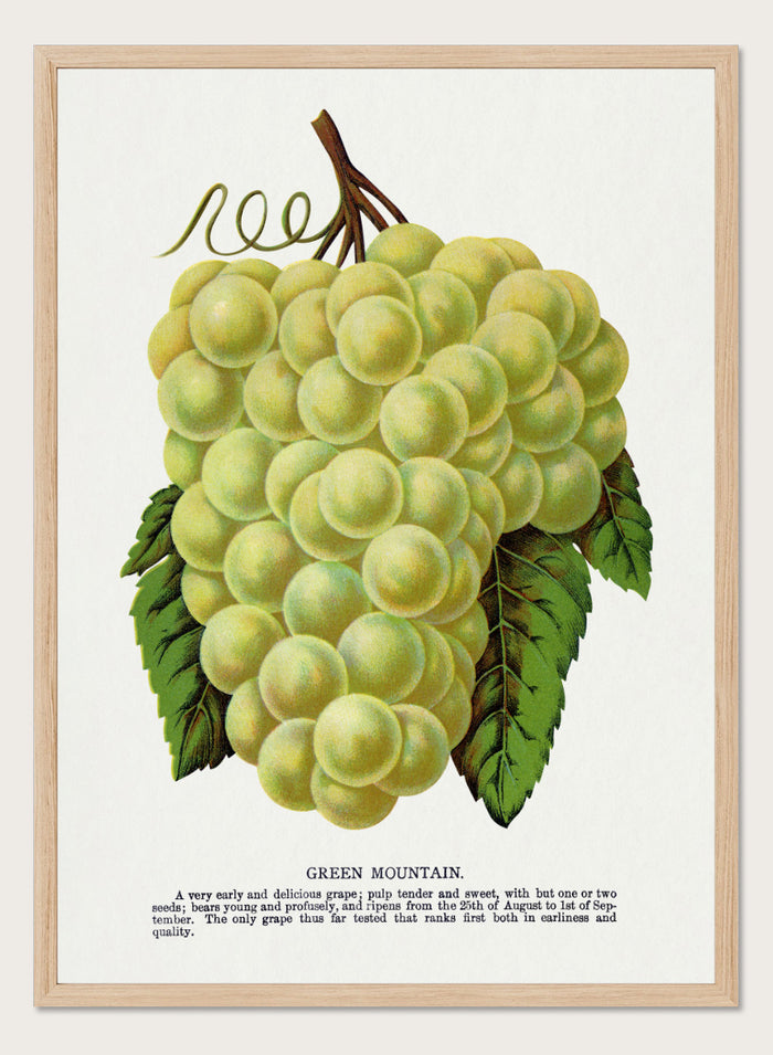 Vintage botanical illustration of a grape bunch with green leaves on a white page, captioned 'GREEN MOUNTAIN' with small descriptive text below. Shop Green Mountain Grape art print by Botanical Specimen Rochester Lithographing, a vintage botanical fruit illustration featuring pale green grapes, leafy vines, and original specimen text.
