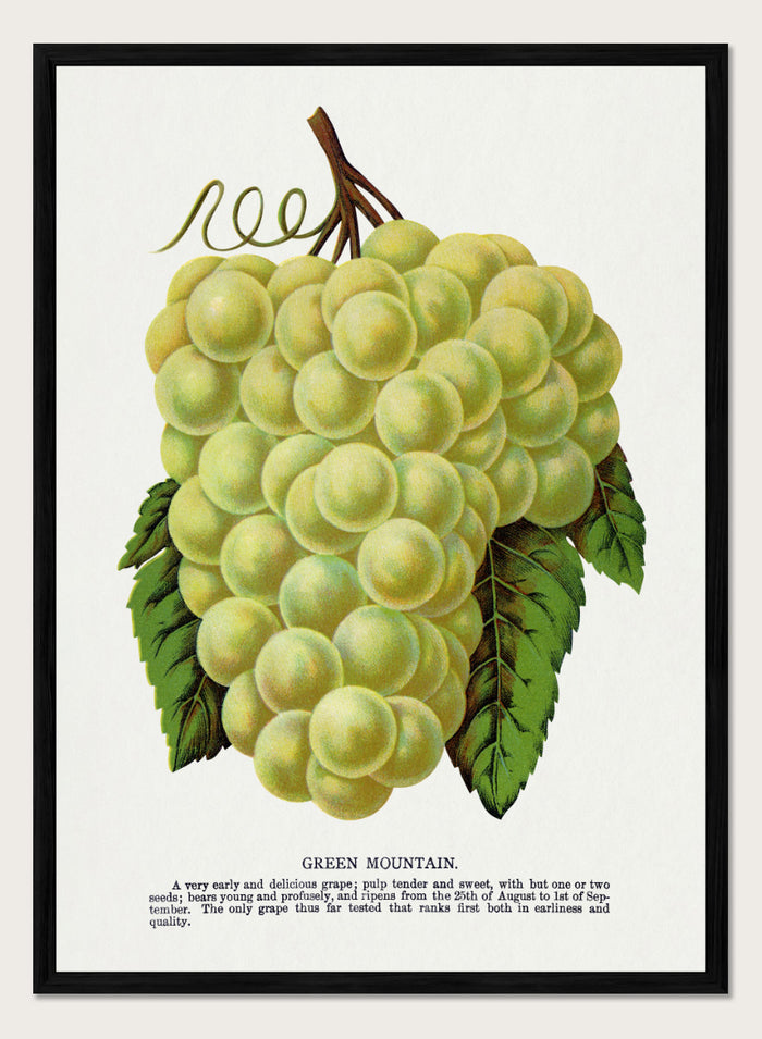 Vintage botanical illustration of a grape bunch with green leaves on a white page, captioned 'GREEN MOUNTAIN' with small descriptive text below. Shop Green Mountain Grape art print by Botanical Specimen Rochester Lithographing, a vintage botanical fruit illustration featuring pale green grapes, leafy vines, and original specimen text.