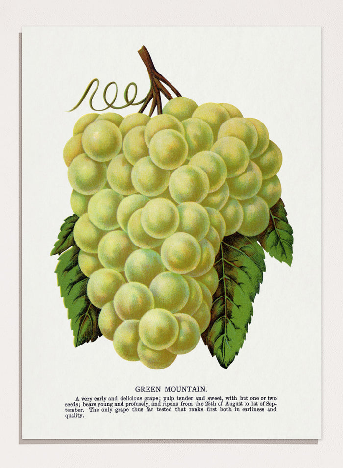 Vintage botanical illustration of a grape bunch with green leaves on a white page, captioned 'GREEN MOUNTAIN' with small descriptive text below. Shop Green Mountain Grape art print by Botanical Specimen Rochester Lithographing, a vintage botanical fruit illustration featuring pale green grapes, leafy vines, and original specimen text.