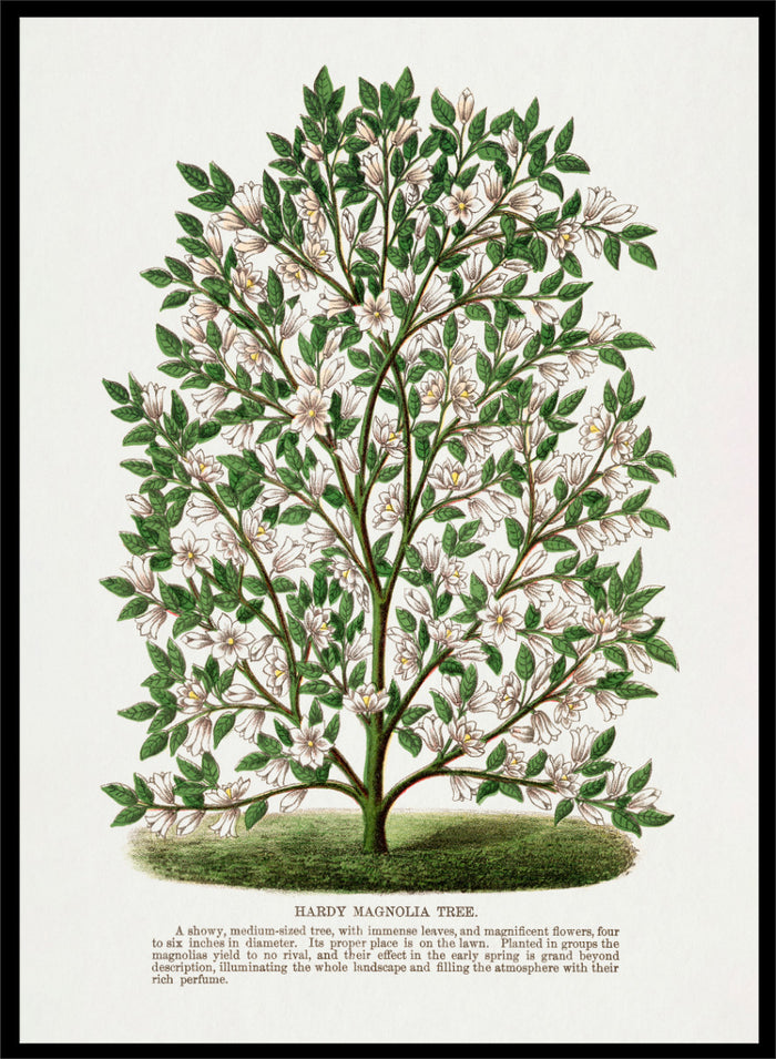 A vintage botanical illustration of a Hardy Magnolia tree, featuring detailed green leaves and clusters of white flowers, with a printed caption at the bottom on an off-white background. Shop the Hardy Magnolia Tree art print by Botanical Specimen Rochester Lithographing, a vintage botanical illustration featuring white magnolia flowers, green foliage, and original specimen text.