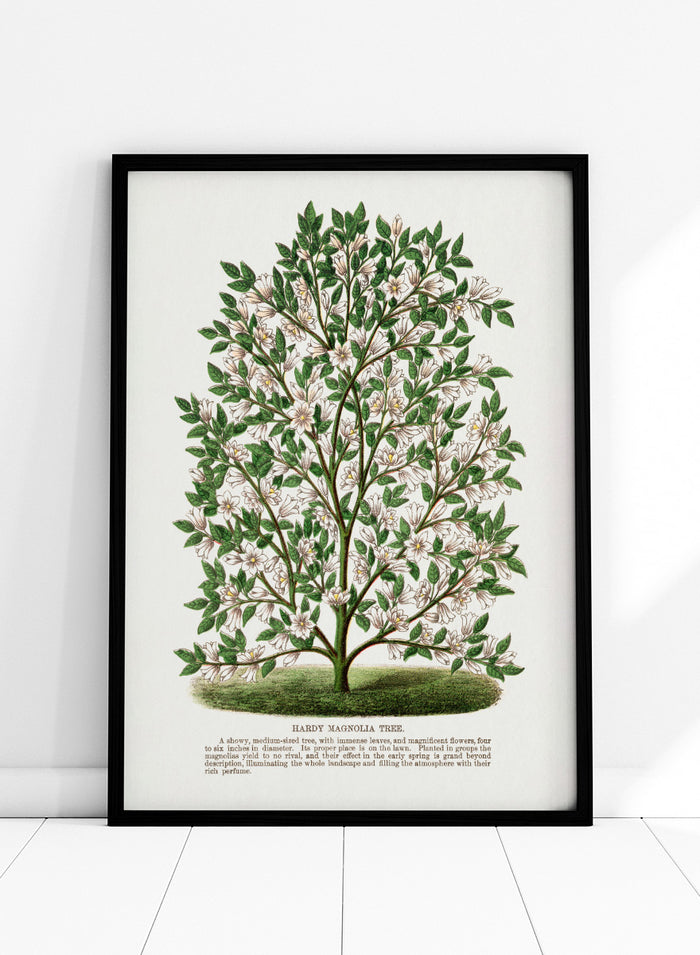A vintage botanical illustration of a Hardy Magnolia tree, featuring detailed green leaves and clusters of white flowers, with a printed caption at the bottom on an off-white background. Shop the Hardy Magnolia Tree art print by Botanical Specimen Rochester Lithographing, a vintage botanical illustration featuring white magnolia flowers, green foliage, and original specimen text.