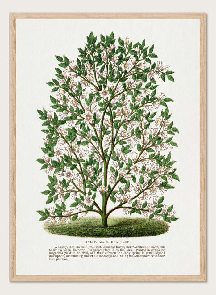 A vintage botanical illustration of a Hardy Magnolia tree, featuring detailed green leaves and clusters of white flowers, with a printed caption at the bottom on an off-white background. Shop the Hardy Magnolia Tree art print by Botanical Specimen Rochester Lithographing, a vintage botanical illustration featuring white magnolia flowers, green foliage, and original specimen text.
