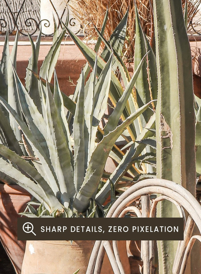 Potted plants on a balcony with a cityscape in the background. Moroccan Cactus Patio by Henrike Schenk captures a Moroccan rooftop terrace with cacti, terracotta pots, and desert-inspired photography wall art.
