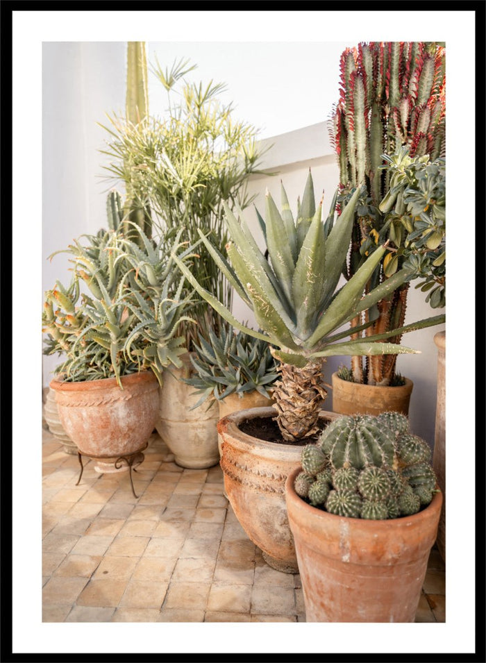Collection of potted cacti and succulents on a patio. Sunny Desert Plant Garden by Henrike Schenk features cacti, agave, terracotta pots, and Moroccan garden styling in a warm botanical photography print.