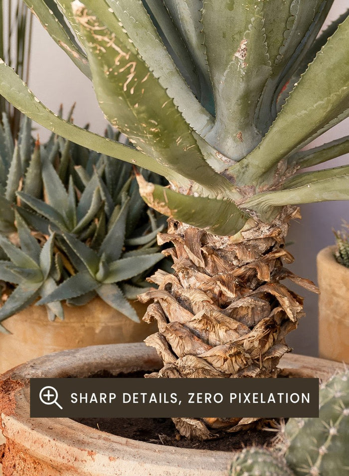 Collection of potted cacti and succulents on a patio. Sunny Desert Plant Garden by Henrike Schenk features cacti, agave, terracotta pots, and Moroccan garden styling in a warm botanical photography print.