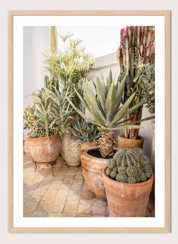Collection of potted cacti and succulents on a patio. Sunny Desert Plant Garden by Henrike Schenk features cacti, agave, terracotta pots, and Moroccan garden styling in a warm botanical photography print.