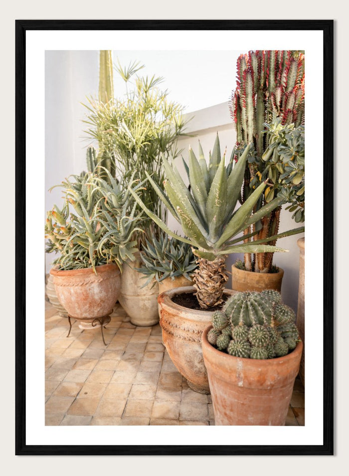 Collection of potted cacti and succulents on a patio. Sunny Desert Plant Garden by Henrike Schenk features cacti, agave, terracotta pots, and Moroccan garden styling in a warm botanical photography print.