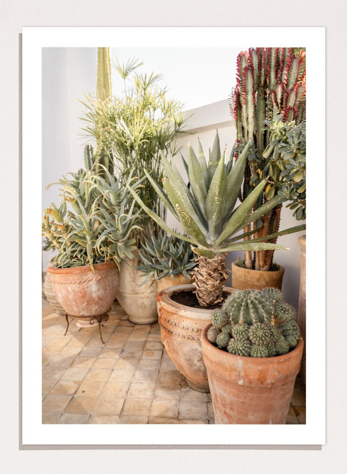 Collection of potted cacti and succulents on a patio. Sunny Desert Plant Garden by Henrike Schenk features cacti, agave, terracotta pots, and Moroccan garden styling in a warm botanical photography print.