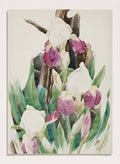 "Iris" Art Print_Sugar & Canvas_Charles Demuth