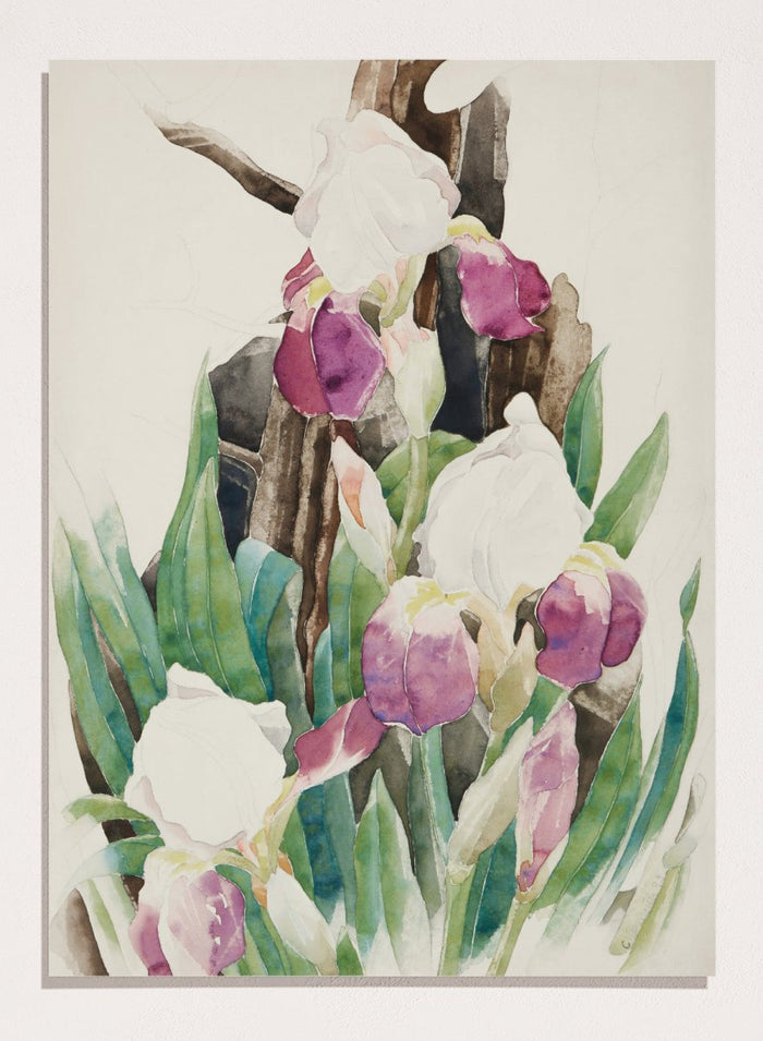 "Iris" Art Print_Sugar & Canvas_Charles Demuth