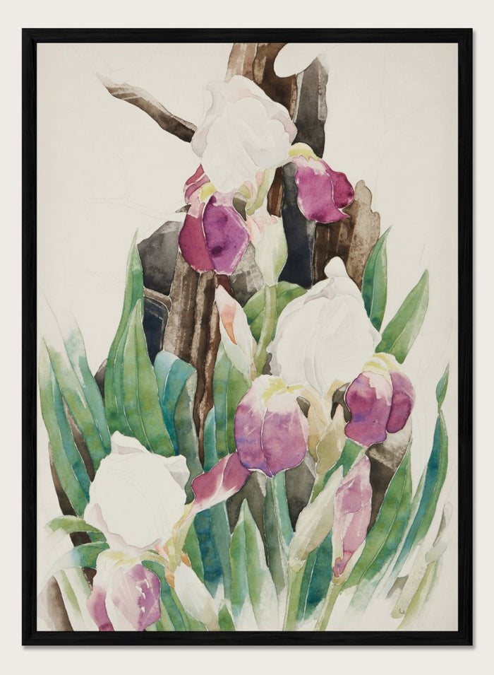 "Iris" Art Print_Sugar & Canvas_Charles Demuth