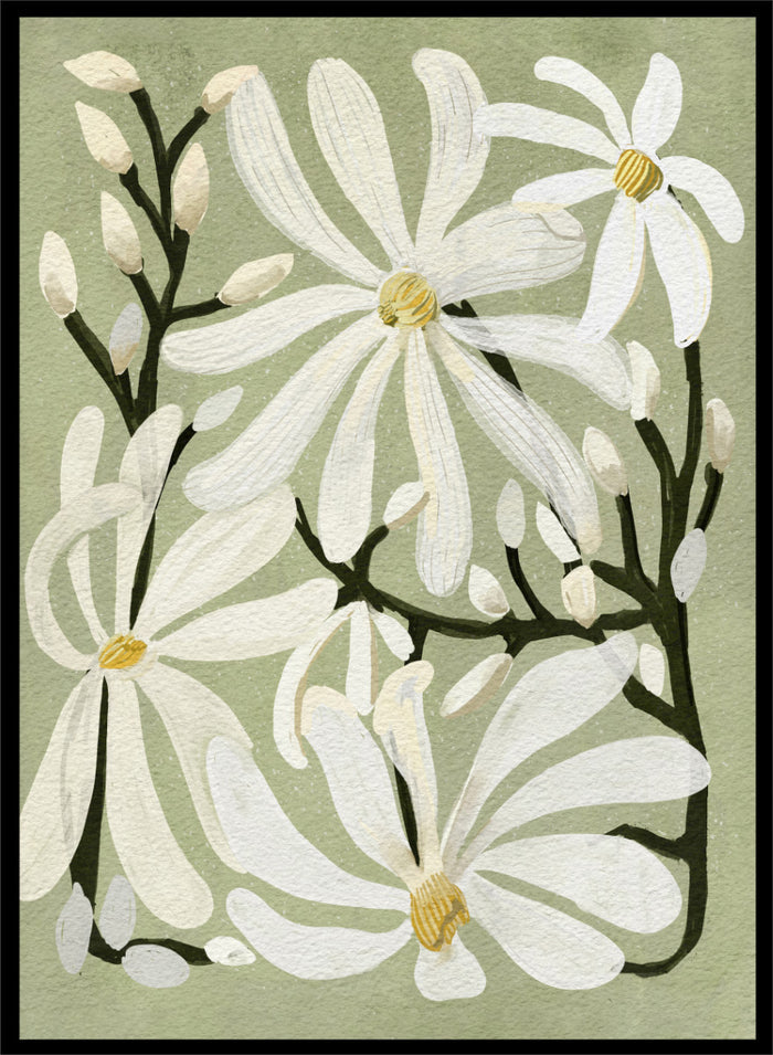 A botanical art print featuring white magnolia flowers with yellow centers and dark green stems on a muted sage green background. Shop Star Magnolia Floral Art Print by Katie O'Shea, a botanical floral art print featuring white magnolia blooms, dark branches, and a soft sage green background.