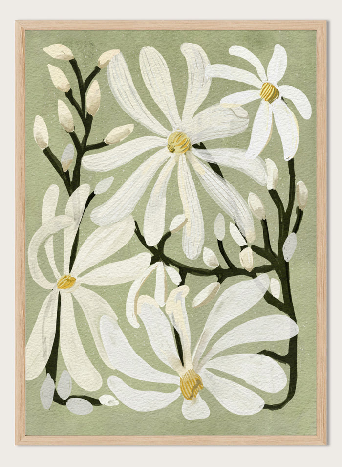 A botanical art print featuring white magnolia flowers with yellow centers and dark green stems on a muted sage green background. Shop Star Magnolia Floral Art Print by Katie O'Shea, a botanical floral art print featuring white magnolia blooms, dark branches, and a soft sage green background.