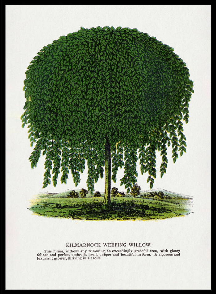Vintage botanical illustration of a Kilmarnock weeping willow tree, shown with a rounded crown and long drooping green leaves on a white background with printed text below. Shop the Kilmarnock Weeping Willow art print by Botanical Specimen Rochester Lithographing, a vintage botanical tree illustration wit green foliage and original 1900 specimen text.