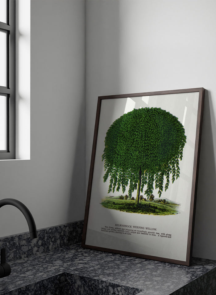 Vintage botanical illustration of a Kilmarnock weeping willow tree, shown with a rounded crown and long drooping green leaves on a white background with printed text below. Shop the Kilmarnock Weeping Willow art print by Botanical Specimen Rochester Lithographing, a vintage botanical tree illustration wit green foliage and original 1900 specimen text.
