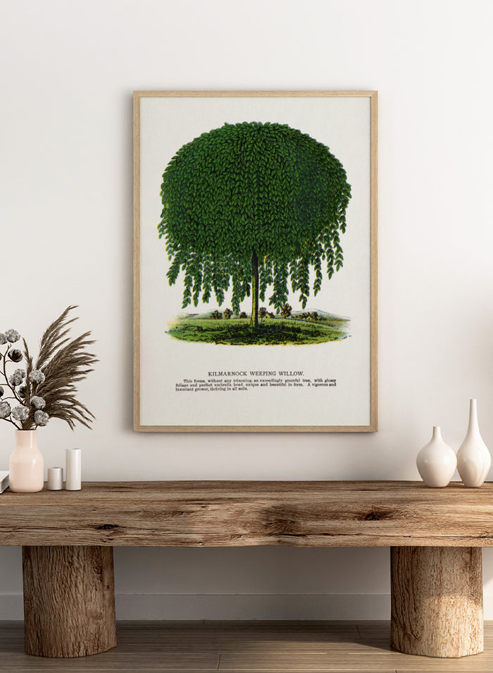 Vintage botanical illustration of a Kilmarnock weeping willow tree, shown with a rounded crown and long drooping green leaves on a white background with printed text below. Shop the Kilmarnock Weeping Willow art print by Botanical Specimen Rochester Lithographing, a vintage botanical tree illustration wit green foliage and original 1900 specimen text.