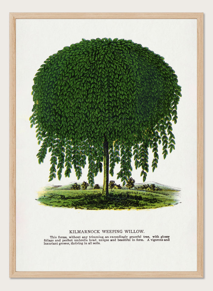 Vintage botanical illustration of a Kilmarnock weeping willow tree, shown with a rounded crown and long drooping green leaves on a white background with printed text below. Shop the Kilmarnock Weeping Willow art print by Botanical Specimen Rochester Lithographing, a vintage botanical tree illustration wit green foliage and original 1900 specimen text.