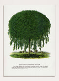 Vintage botanical illustration of a Kilmarnock weeping willow tree, shown with a rounded crown and long drooping green leaves on a white background with printed text below. Shop the Kilmarnock Weeping Willow art print by Botanical Specimen Rochester Lithographing, a vintage botanical tree illustration wit green foliage and original 1900 specimen text.