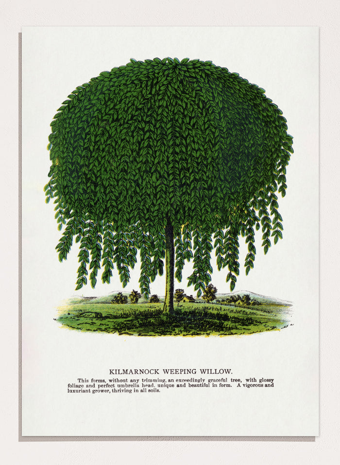 Vintage botanical illustration of a Kilmarnock weeping willow tree, shown with a rounded crown and long drooping green leaves on a white background with printed text below. Shop the Kilmarnock Weeping Willow art print by Botanical Specimen Rochester Lithographing, a vintage botanical tree illustration wit green foliage and original 1900 specimen text.