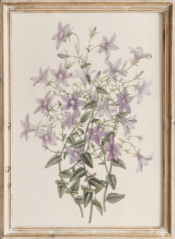 "Laefling’s Bellflower" Art Print_Sugar & Canvas_Sydenham Edwards
