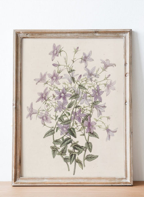 "Laefling’s Bellflower" Art Print_Sugar & Canvas_Sydenham Edwards