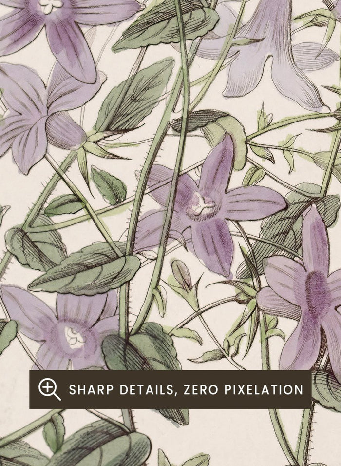 "Laefling’s Bellflower" Art Print_Sugar & Canvas_Sydenham Edwards