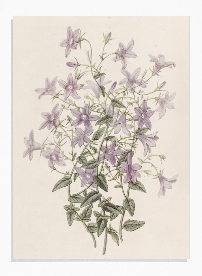 "Laefling’s Bellflower" Art Print_Sugar & Canvas_Sydenham Edwards