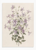 "Laefling’s Bellflower" Art Print_Sugar & Canvas_Sydenham Edwards