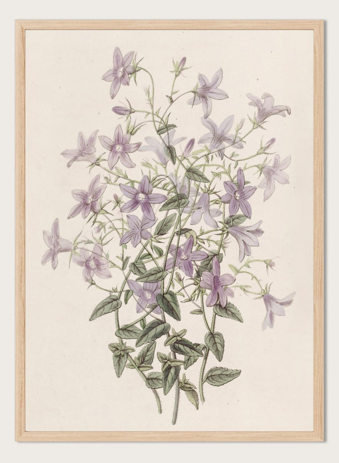 "Laefling’s Bellflower" Art Print_Sugar & Canvas_Sydenham Edwards