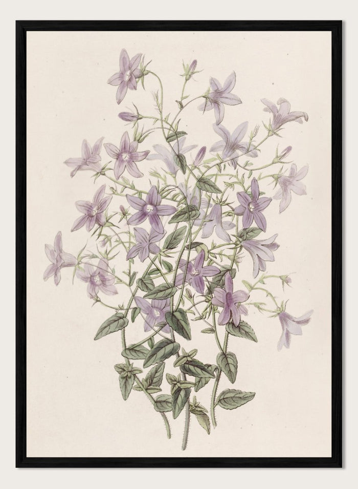 "Laefling’s Bellflower" Art Print_Sugar & Canvas_Sydenham Edwards