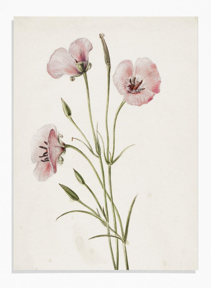 "Lilac Mariposa" Art Print_Sugar & Canvas_Mary Vaux Walcott