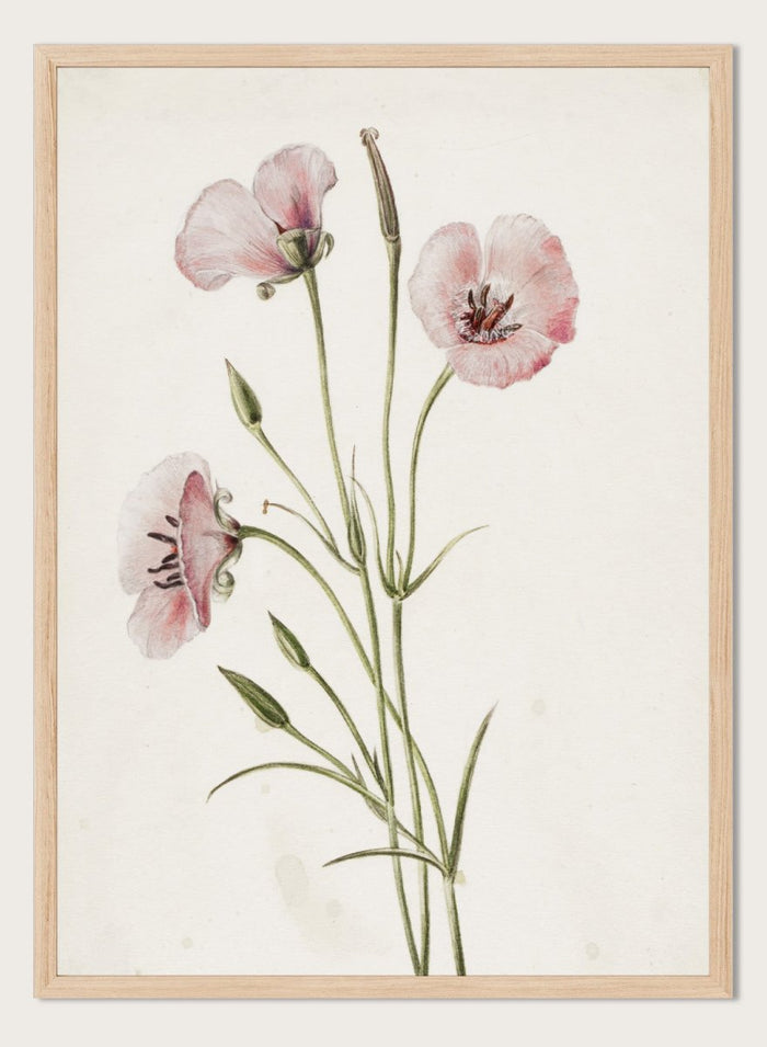 "Lilac Mariposa" Art Print_Sugar & Canvas_Mary Vaux Walcott