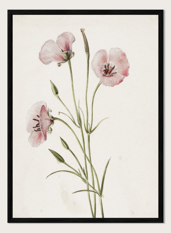 "Lilac Mariposa" Art Print_Sugar & Canvas_Mary Vaux Walcott