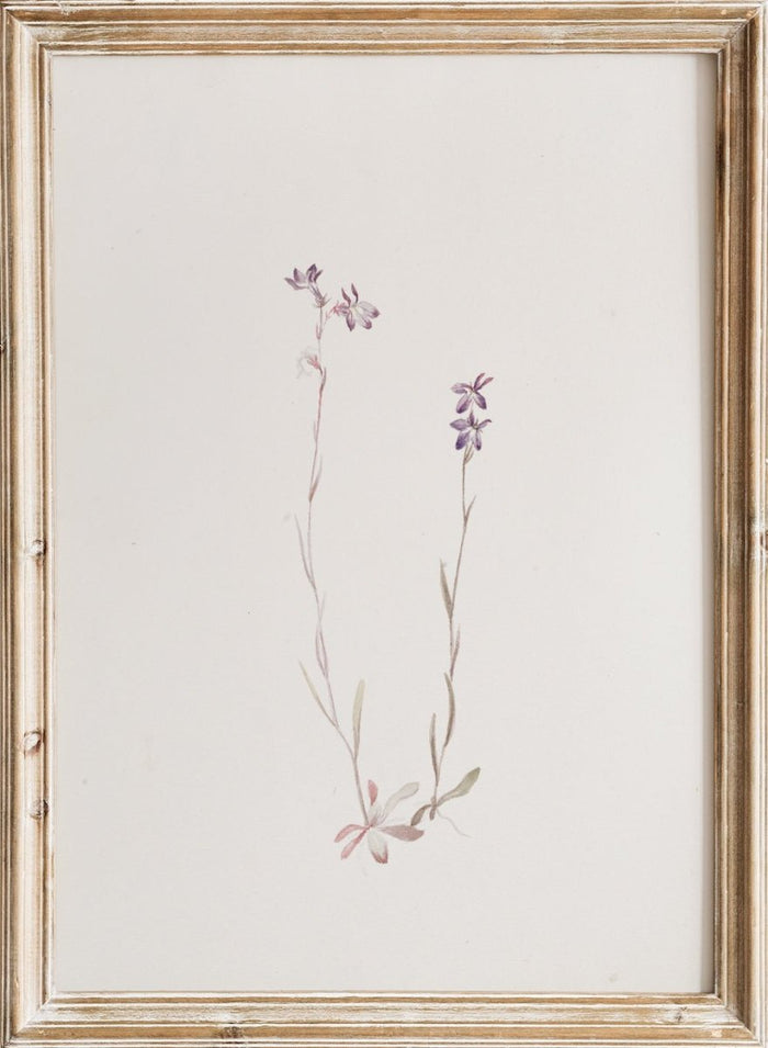 "Lobelia Kalmii" Art Print_Sugar & Canvas_Mary Vaux Walcott