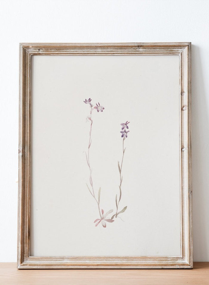 "Lobelia Kalmii" Art Print_Sugar & Canvas_Mary Vaux Walcott