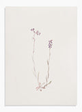 "Lobelia Kalmii" Art Print_Sugar & Canvas_Mary Vaux Walcott