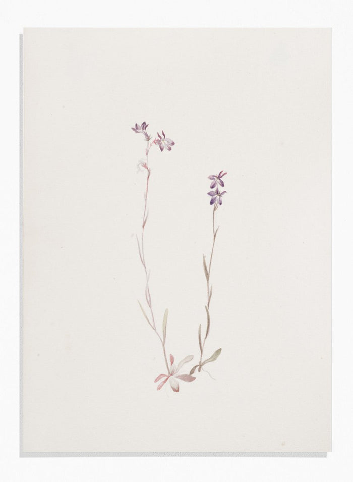 "Lobelia Kalmii" Art Print_Sugar & Canvas_Mary Vaux Walcott