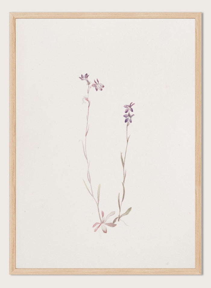 "Lobelia Kalmii" Art Print_Sugar & Canvas_Mary Vaux Walcott